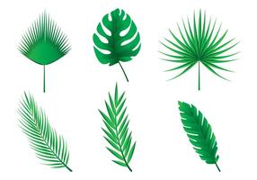 Palm Leaves Vectors 